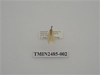 藏品(半明苔蛾)的圖片